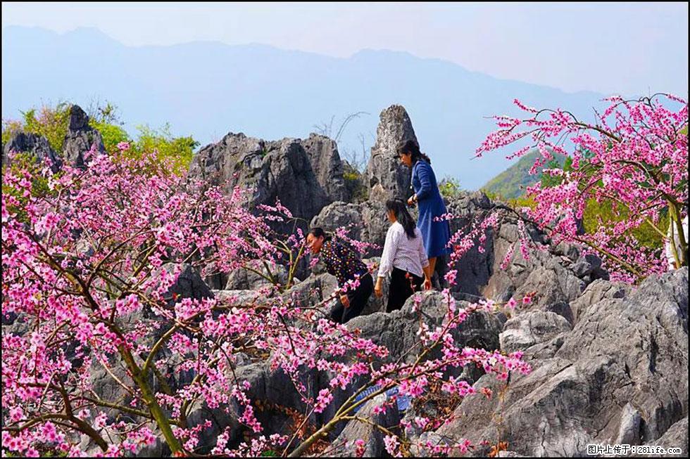 【春天，广西桂林灌阳县向您发出邀请！】望月岭上桃花开 - 游山玩水 - 昭通生活社区 - 昭通28生活网 zt.28life.com