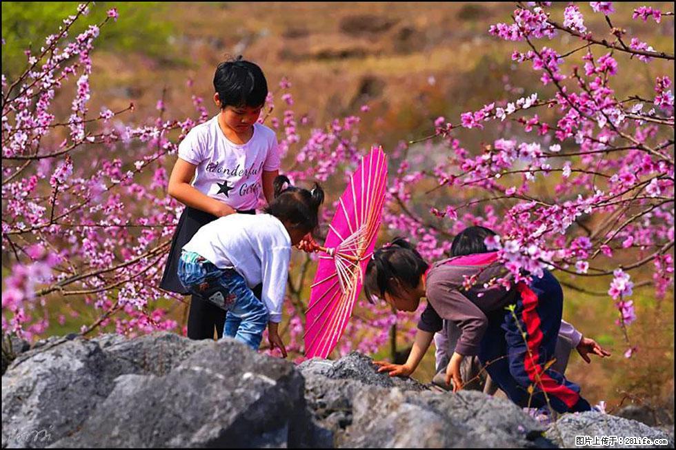 【春天，广西桂林灌阳县向您发出邀请！】望月岭上桃花开 - 游山玩水 - 昭通生活社区 - 昭通28生活网 zt.28life.com