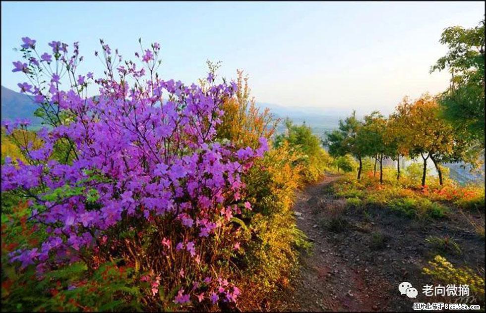 【春天，广西桂林灌阳县向您发出邀请！】登麒麟山，相约映山红 - 游山玩水 - 昭通生活社区 - 昭通28生活网 zt.28life.com