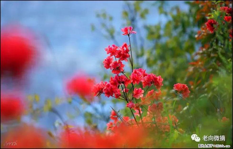 【春天，广西桂林灌阳县向您发出邀请！】登麒麟山，相约映山红 - 游山玩水 - 昭通生活社区 - 昭通28生活网 zt.28life.com