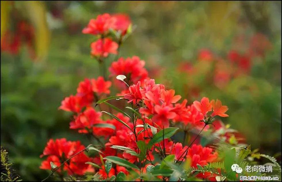 【春天，广西桂林灌阳县向您发出邀请！】登麒麟山，相约映山红 - 游山玩水 - 昭通生活社区 - 昭通28生活网 zt.28life.com