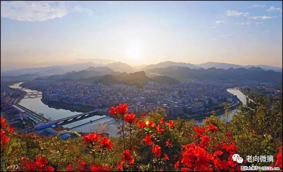 【春天，广西桂林灌阳县向您发出邀请！】登麒麟山，相约映山红 - 游山玩水 - 昭通生活社区 - 昭通28生活网 zt.28life.com