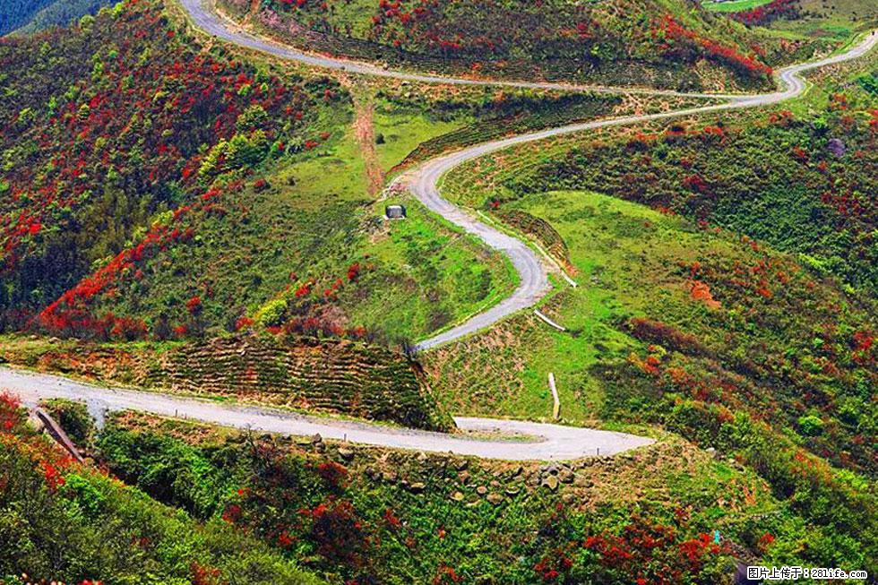 【春天，广西桂林灌阳县向您发出邀请！】春木界上映山红 - 游山玩水 - 昭通生活社区 - 昭通28生活网 zt.28life.com