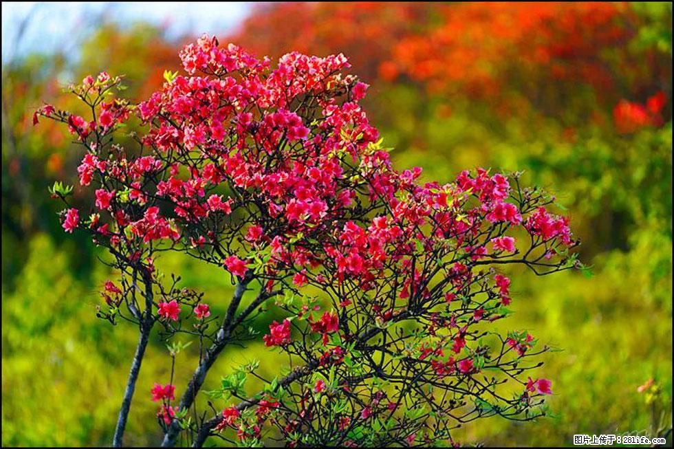 【春天，广西桂林灌阳县向您发出邀请！】春木界上映山红 - 游山玩水 - 昭通生活社区 - 昭通28生活网 zt.28life.com