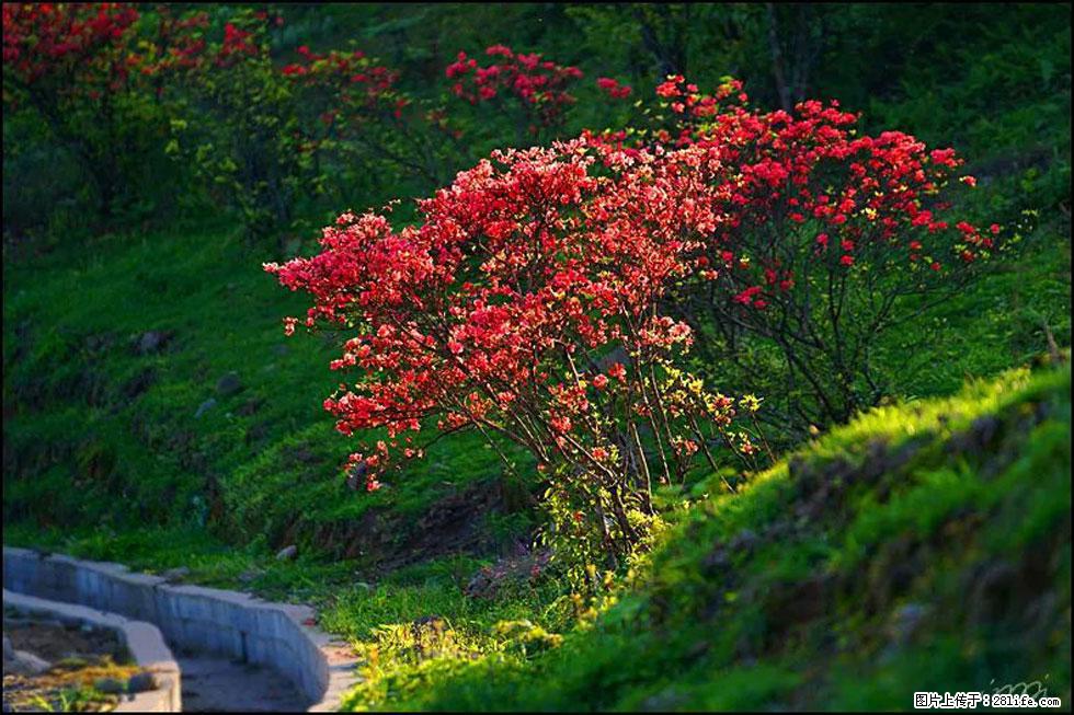 【春天，广西桂林灌阳县向您发出邀请！】春木界上映山红 - 游山玩水 - 昭通生活社区 - 昭通28生活网 zt.28life.com