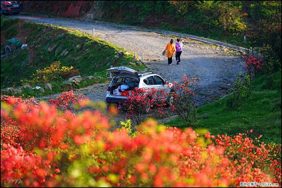 【春天，广西桂林灌阳县向您发出邀请！】春木界上映山红 - 游山玩水 - 昭通生活社区 - 昭通28生活网 zt.28life.com