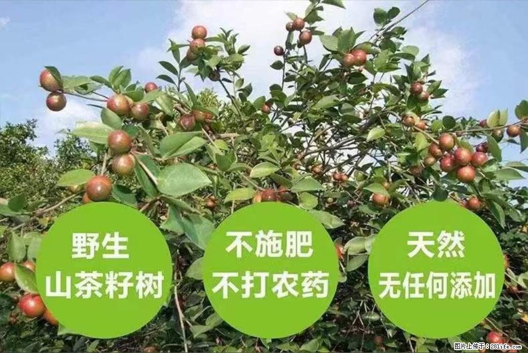 【灌阳县油茶产业示范区】一个有着充实的精神生活的人,对待身外之物自会有一种淡泊的态度 - 美食天地 - 昭通生活社区 - 昭通28生活网 zt.28life.com