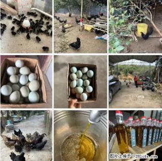 油茶园从小鸡仔开始养起的纯土鸡、土鸡蛋可以预定啦！还有前几天刚榨的纯山茶油哦 - 昭通28生活网 zt.28life.com