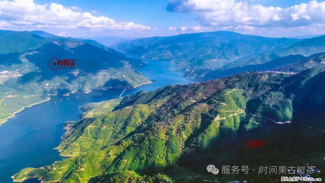 时间果百年古树龙珠普洱生茶 - 购物交流 - 昭通生活社区 - 昭通28生活网 zt.28life.com