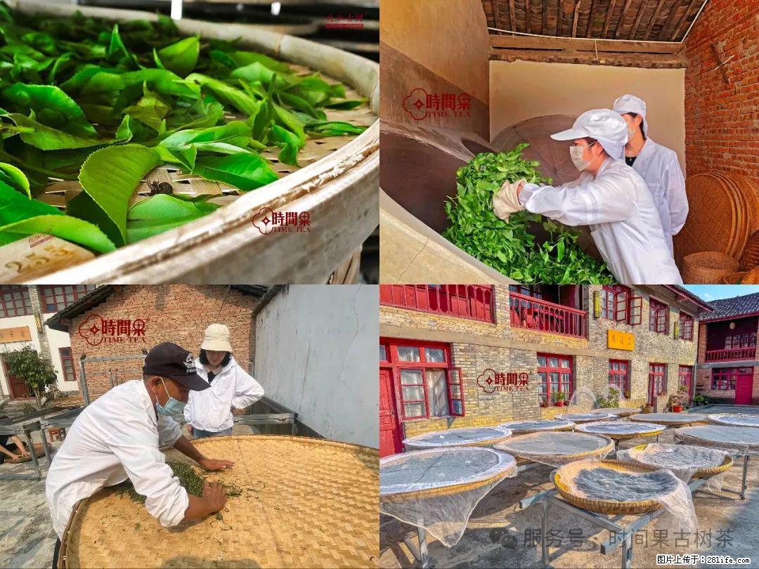 时间果百年古树龙珠普洱生茶 - 购物交流 - 昭通生活社区 - 昭通28生活网 zt.28life.com