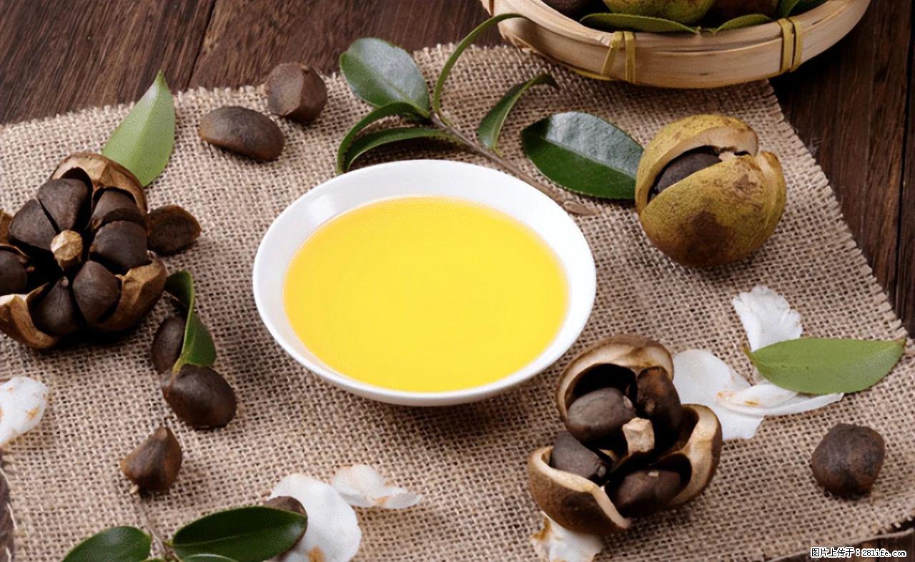 揭秘茶油的5大核心营养成分!被称为人体健康的“守护盾”! - 昭通生活资讯 - 昭通28生活网 zt.28life.com