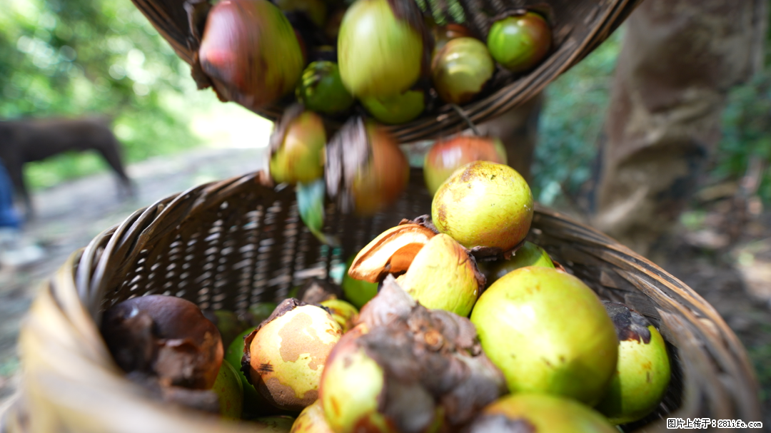 揭秘茶油的5大核心营养成分!被称为人体健康的“守护盾”! - 昭通生活资讯 - 昭通28生活网 zt.28life.com