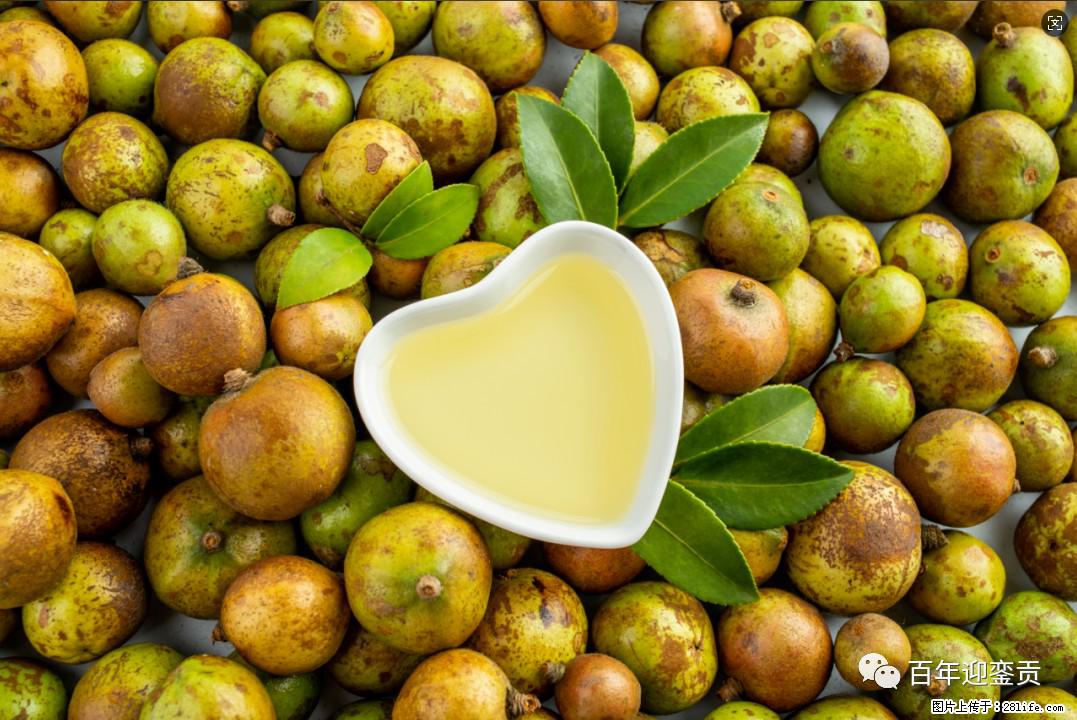 世界没有真相,只有认知,最好的食用油是中国的山茶油! - 昭通生活资讯 - 昭通28生活网 zt.28life.com