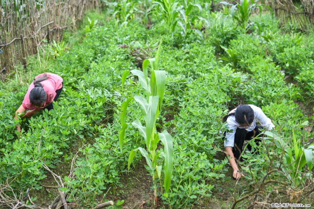 全网追的“扁担女孩”,找了一份暑假工,时薪12元 - 昭通生活资讯 - 昭通28生活网 zt.28life.com