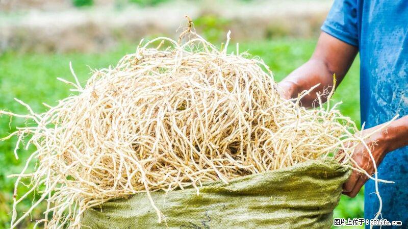 堪称“最难吃”的蔬菜,却是 “抗辐射神器”,还能护肺、清热、止咳化痰! - 昭通生活资讯 - 昭通28生活网 zt.28life.com