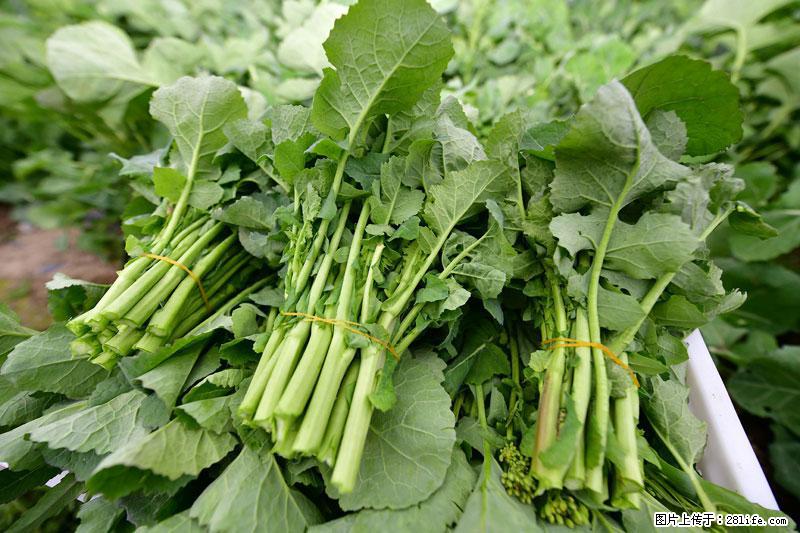 这些蔬菜是“天然钙片”，这6种被医生重点推荐 - 昭通生活资讯 - 昭通28生活网 zt.28life.com